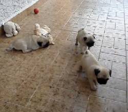 hermosos cachorros pug en medellin medellin, colombia