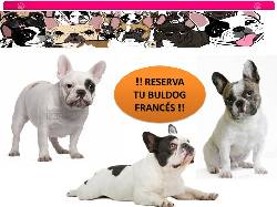 Espectaculares Bulldog Frances 100% Garantizados El Rosal, Colombia