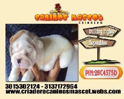 bulldog ingles mi hermoso cachorrito medellin, colombia