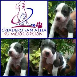 SALUDABLES PIT-BULL cali, colombia