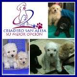 ^*^ HERMOSOS POODLE cali, colombia