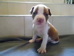Se venden hermosos cachorros Pitbull Stanford Terrier! cali, colombia