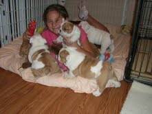  Bulldog Ingls Cachorros para adopcin Cali, colombia