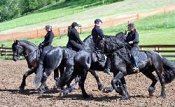  Cuatro negro  caballos frisone  lindo disponibles Barcelona, Espaa
