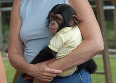 MUY chimpanc domesticado para su aprobacin (550  Buenos Aires , Argentina