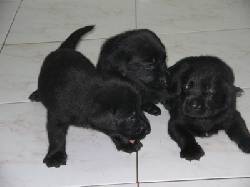 ***Vendo 3 hermosas, Labradoras Negras, de 45 das Bogota, Colombia