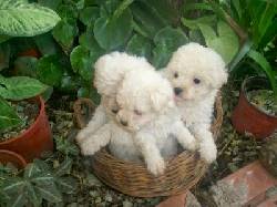 ** 4 lindos y hermosos French Poodle Mini Toy  L.D Bogota, Colombia