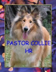 pastor collie lassie machos y hembras cachorros  bogota, colombia
