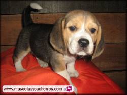 Beagles (Tricolor hermosos ejemplares) medellin, colombia