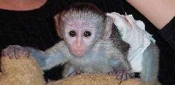 GORGEOUS Baby monos capuchinos para la venta madrid, Espana