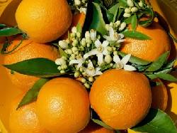 Se venden naranjas y limones Sevilla, Espaa