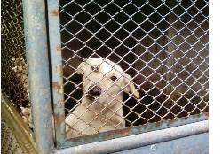Adopcion de Cachorros Gratis Cali, Colombia