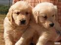 HERMOSO GOLDEN RETRIVER PURO PAPAS REGISTRADOS BOGOTA, COLOMBIA