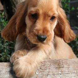 HERMOSOS CACHORRITOS A LA VENTA Bogot, Colombia