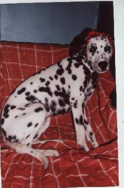 busco perra extraviada bogota, colombia