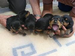 venta de mascotas bogota, colombia