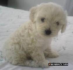 ****FRENCHS POODLES MINI TOY  BLANCOS L.D.S  ESPEC BOGOTA, COLOMBIA