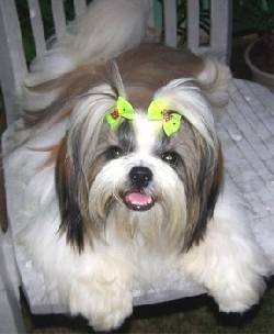 vendo hermosisimo cachorro shitzu RAZA PURA medelln, colombia
