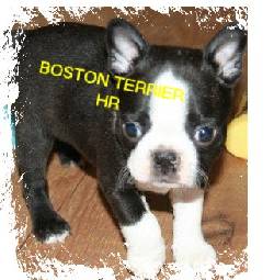 BOSTON TERRIER CACHORROS VENDO //ENVIOS// bogota, colombia