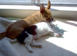 chihuahua puppy para le adoption sweet lake, cameroon