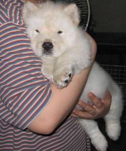 chow chow hembra Medelln, Colombia