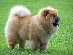 chow chow espectaculares y excelentes  bogota, colombia