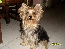 YORKSHIRE TERRIER HERMOSOS CCUTA, COLOMBIA