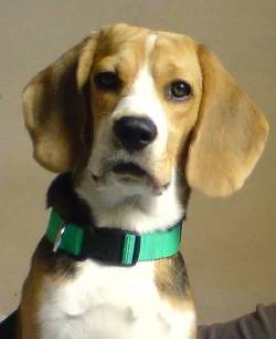 Beagle cachorros 100% puros hermosos cali, colombia