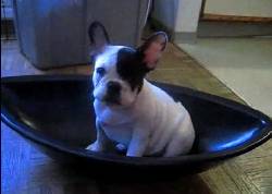 venta bulldog frances  medellin, colombia