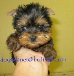 YORKSHIRE TERRIER VENTA CACHORROS YORKY bogota, colombia