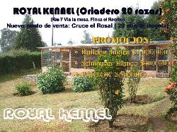 BEAGLE, BULLDOG, GOLDEN, POMERANIA  DE ROYAL KENNE BOGOTA, COLOMBIA