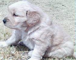 $100.000 GOLDEN Y LABRADOR CHOCOLATES DORADOS Y NEGROS bogota, colombia