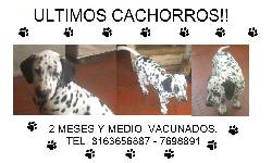 CACHORROS DALMATA Bogot, Colombia
