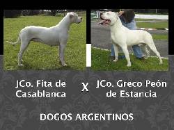 Venta de cachorros raza Dogo Argentino en Colombia ! Medellin, Colombia