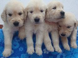 Se venden hermosos cachorros Golden Retriever Cali, Colombia