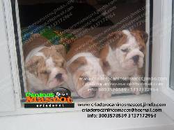 bulldog ingles que regalo medellin, colombia