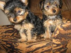 Taza de t yorkie cachorros puebla, puerto rico