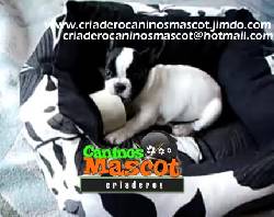 hermosos bulldog frances medellin, colombia