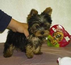 Yorkshire terrier cachorro A Coruna, Espaa