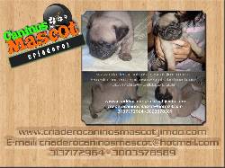 pug carlinos en venta medellin medellin, colombia