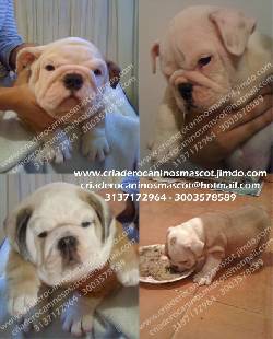 bulldog ingles cachorros de 53 dias medellin, colombia