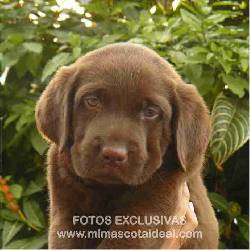 venta de cachorros Cali, Colombia
