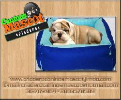 bulldog ingles hermosos vendemos medellin, colombia