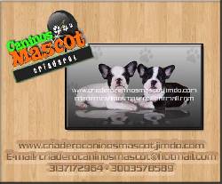 bulldog frances hermosos frances medellin, colombia