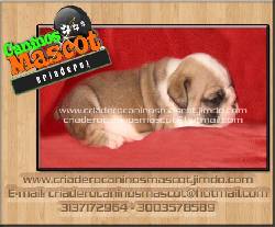 cachorros hermosos bulldog ingles medellin, colombia