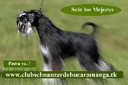CLUB SCHNAUZER DE BUCARAMANGA SAN JUAN DE GIRON, COLOMBIA