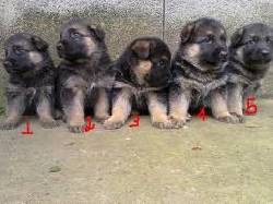 PASTOR ALEMAN CACHORRITOS  TEL 6863807/ 3142905814 BOGOTA, COLOMBIA