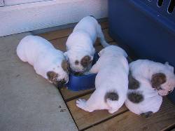 ADOPTA BULLDOG INGLES bogota, colombia