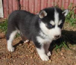 Los cachorros siberian husky dulces para la venta santiago, colombia