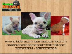 bulldog frances fawn disponibles hermosos medellin, colombia